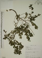 藏品(小葉黃鱔藤)的圖片