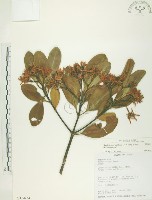 藏品(水筆仔)的圖片