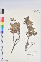 藏品(大葉越橘、來特氏越橘)的圖片