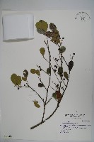 藏品(倒卵葉冬青、金平氏冬青)的圖片