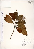 藏品(水金京)的圖片