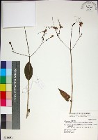 藏品(苦林盤)的圖片