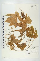 藏品(雙輪瓜)的圖片