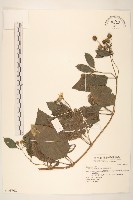 藏品(雙花蟛蜞菊)的圖片