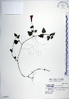 藏品(倒地蜈蚣、四角銅鑼)的圖片