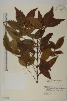 藏品(草珊瑚、紅果金粟蘭)的圖片