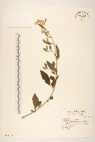 藏品(一枝香)的圖片