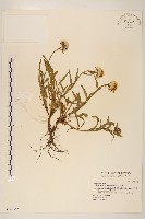 藏品(玉山飛蓬)的圖片