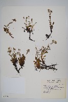 藏品(臺灣附地草)的圖片