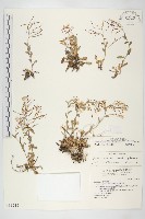 藏品(齒葉南芥、齒葉筷子芥)的圖片