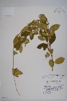 藏品(武靴藤)的圖片