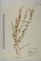 藏品(變葉藜)的圖片