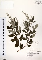 藏品(三葉蔓荊)的圖片