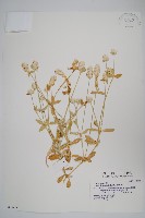 藏品(假千日紅)的圖片