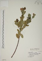 藏品(南嶺蕘花)的圖片