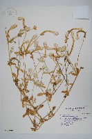 藏品(假千日紅)的圖片