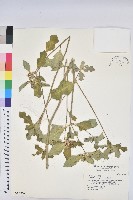 藏品(猩猩草)的圖片