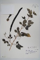 藏品(蠟燭木)的圖片