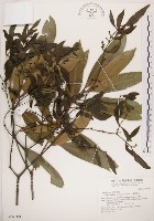 藏品(刀葉槲寄生、刀葉桑寄生)的圖片