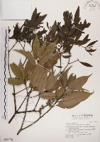 藏品(刀葉槲寄生、刀葉桑寄生)的圖片