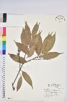 藏品(鋸葉長尾栲、白校欑)的圖片