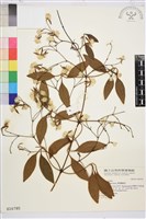 藏品(厚葉鐵線蓮)的圖片