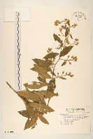 藏品(過山龍)的圖片