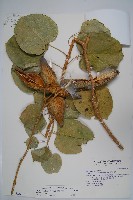 藏品(華他卡藤)的圖片