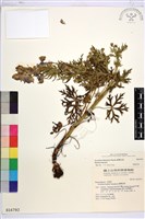 藏品(臺灣烏頭)的圖片