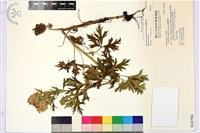 藏品(臺灣烏頭)的圖片