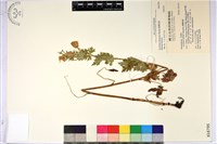 藏品(臺灣烏頭)的圖片