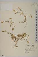 藏品(禿玉山蠅子草)的圖片