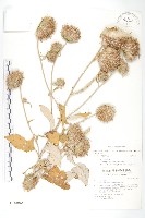 藏品(臺灣青木香)的圖片