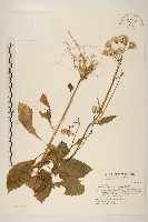 藏品(饑荒草)的圖片