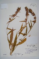 藏品(大本山梗菜)的圖片