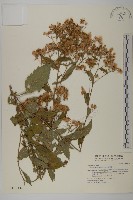 藏品(山白蘭)的圖片