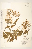 藏品(蔓黃菀)的圖片