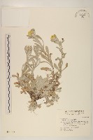 藏品(鼠麴草)的圖片