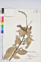 藏品(子彈石櫟、柯)的圖片