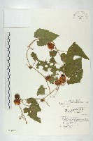 藏品(青牛膽)的圖片