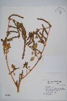 藏品(刺莧)的圖片