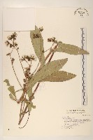 藏品(山萵苣)的圖片