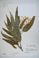 藏品(冇骨消)的圖片