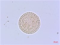 藏品(白花瑞香)的圖片