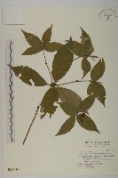 藏品(草珊瑚、紅果金粟蘭)的圖片