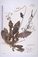 藏品(黃鵪菜)的圖片