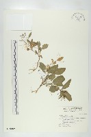 藏品(葶藶)的圖片