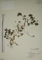 藏品(酢漿草)的圖片