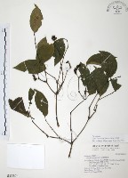 藏品(風藤)的圖片