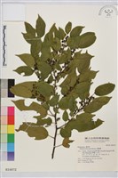 藏品(桶鉤藤)的圖片